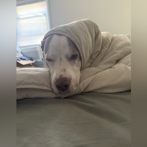 Bowie’s Treat Jar +Free Shipping!! - Picture 12 of 15